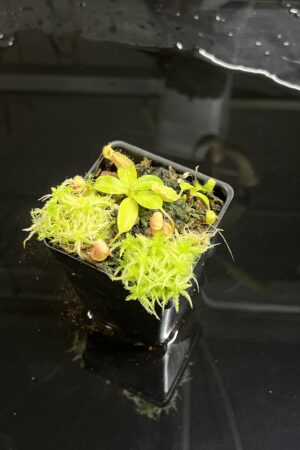 Close Up of Nepenthes Rokko EP x villosa | JH | Florae | Jeremiah Harris | JH-536 | IN23472