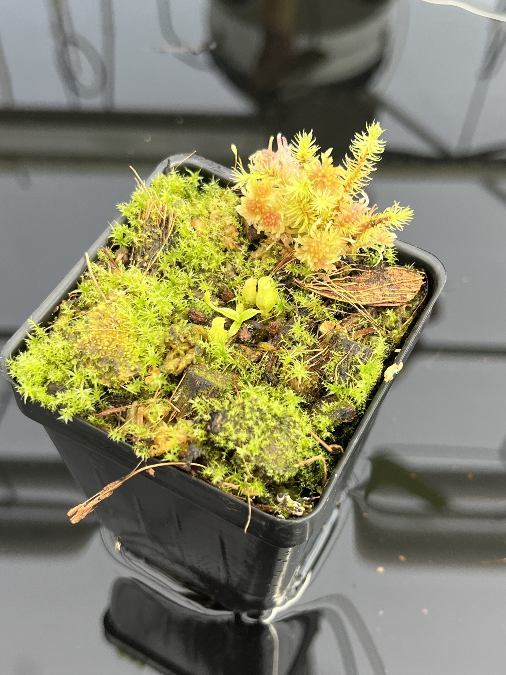 Nepenthes aristolochioides | KO | Florae | Seed Grown | Florae Collaborative | | H23591