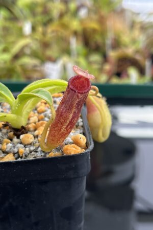 Close Up of Nepenthes aristolochioides x edwardsiana | Andreas Wistuba | AW-(ISC) | H23436