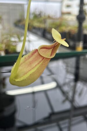 Close Up of Nepenthes bicalcarata | Borneo Exotics | BE-3031 | L23612