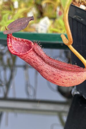Close Up of Nepenthes boschiana x lowii | Borneo Exotics | BE-4067 | H23665