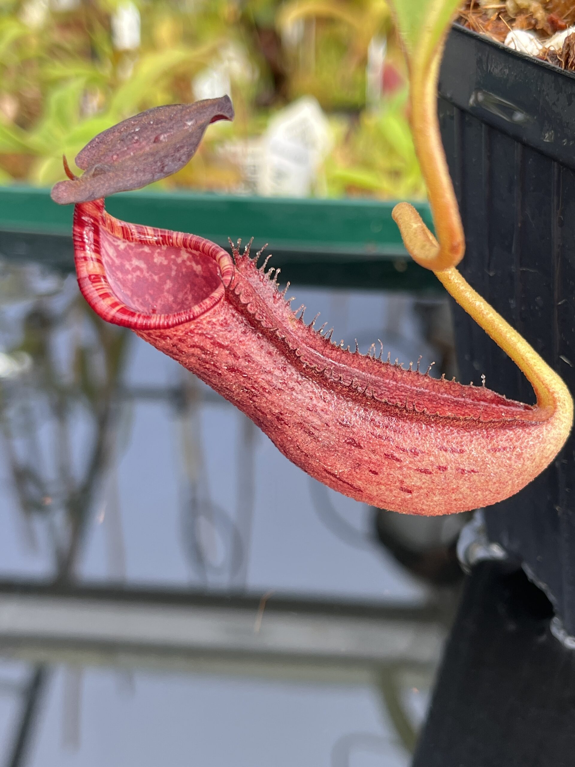 Close Up of Nepenthes boschiana x lowii | Borneo Exotics | BE-4067 | H23665