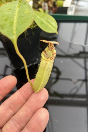 Close Up of Nepenthes burbidgeae x (veitchii x lowii) | Borneo Exotics | BE-3993 | IN23281