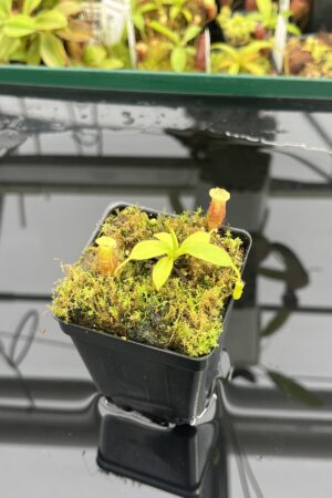 Close Up of Nepenthes burbidgeae x villosa | JH | Florae | Clone 9 | Jeremiah Harris | JH-357.09 | H23509