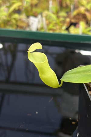 Close Up of Nepenthes campanulata | Andreas Wistuba | AW-02 | L23402