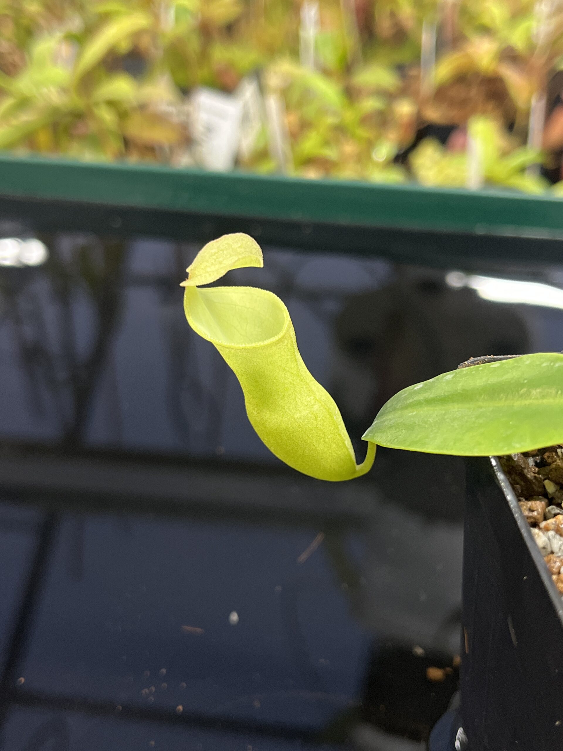 Close Up of Nepenthes campanulata | Andreas Wistuba | AW-02 | L23402