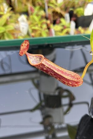 Close Up of Nepenthes copelandii | Borneo Exotics | BE-3046 | H23667