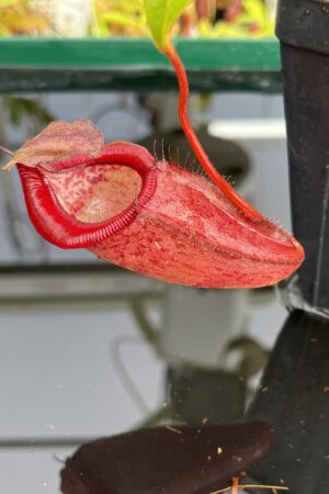 Close Up of Nepenthes densiflora x jamban | Borneo Exotics | BE-4659 | H23662