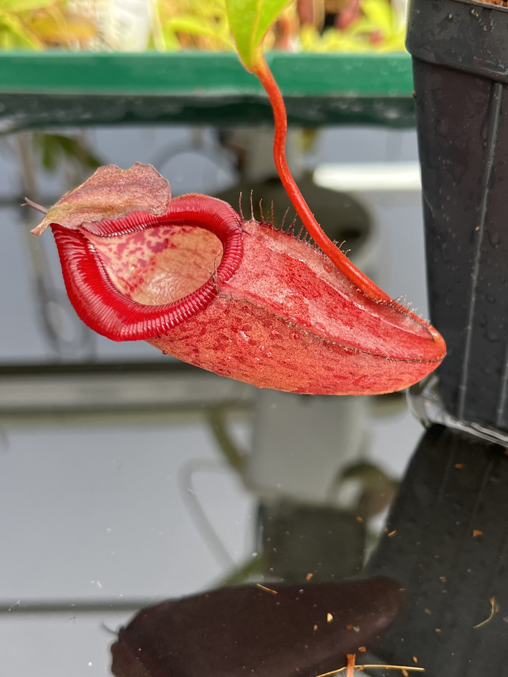 Close Up of Nepenthes densiflora x jamban | Borneo Exotics | BE-4659 | H23662