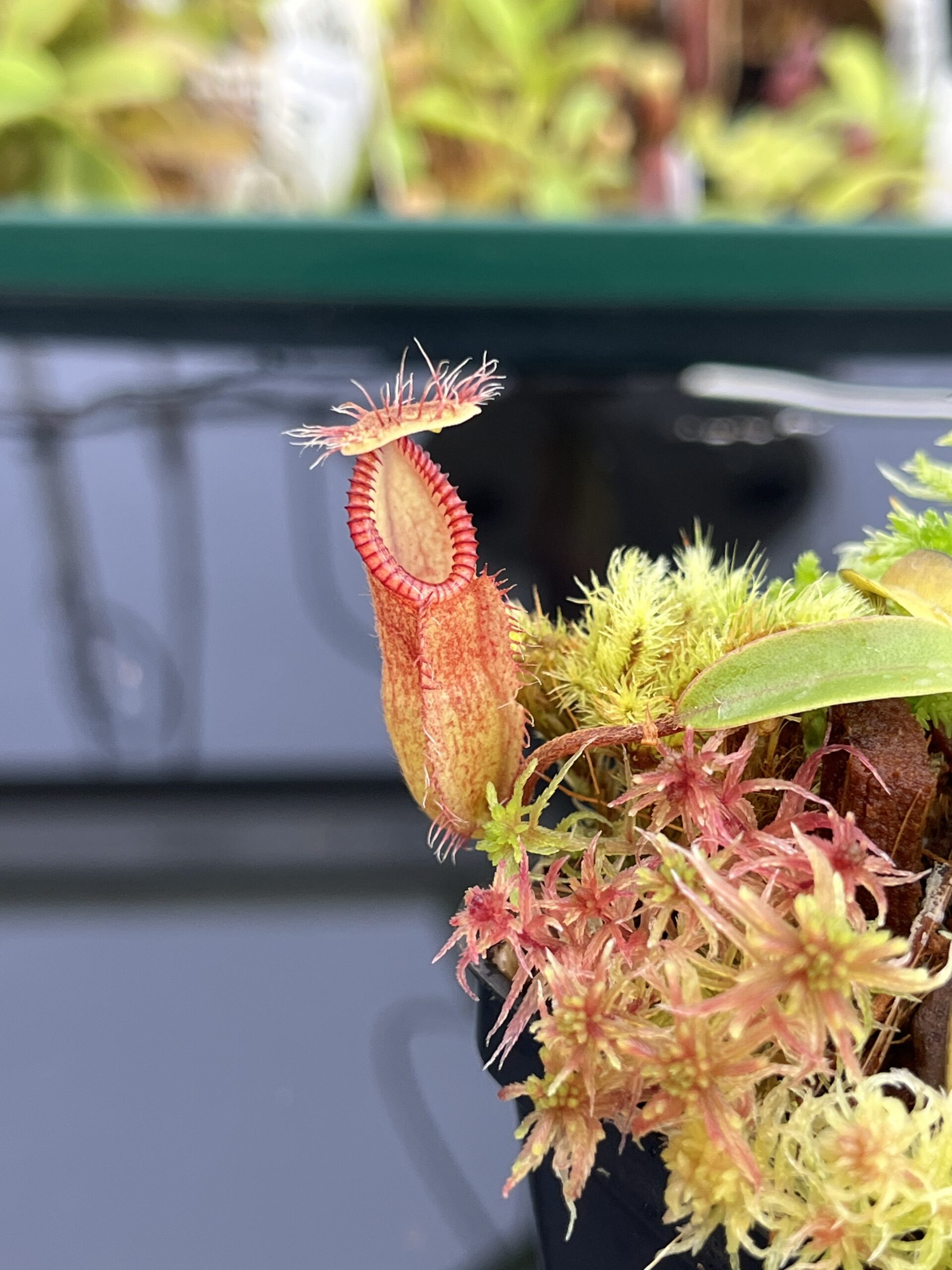 Nepenthes diabolica x hamata | Andreas Wistuba | AW-01 | H23595