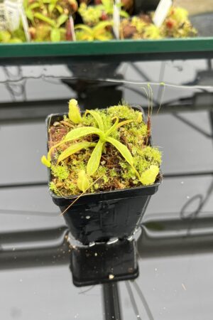 Close Up of Nepenthes (diabolica x hamata) x eymae G. Tambusisi pod #2 | MKS | Florae | Florae Collaborative | FC-436 | H23523