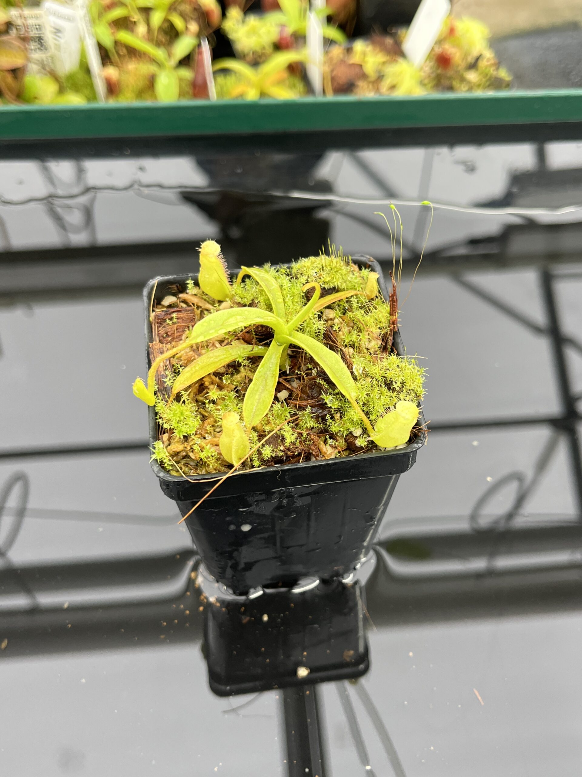 Close Up of Nepenthes (diabolica x hamata) x eymae G. Tambusisi pod #2 | MKS | Florae | Florae Collaborative | FC-436 | H23523