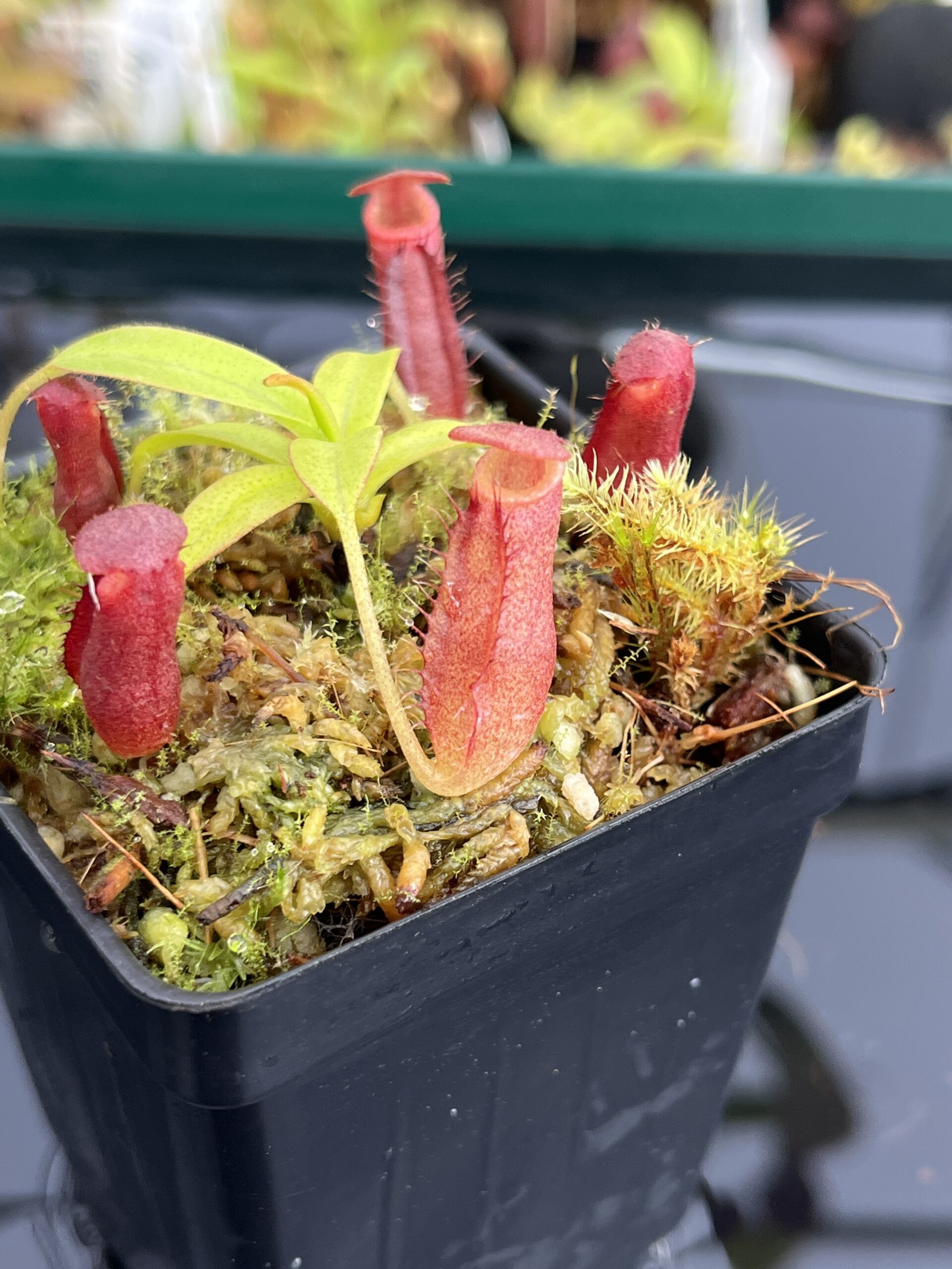 Nepenthes diatas x villosa | JH | Florae | Clone 4 | Jeremiah Harris | JH-391.04 | H23588