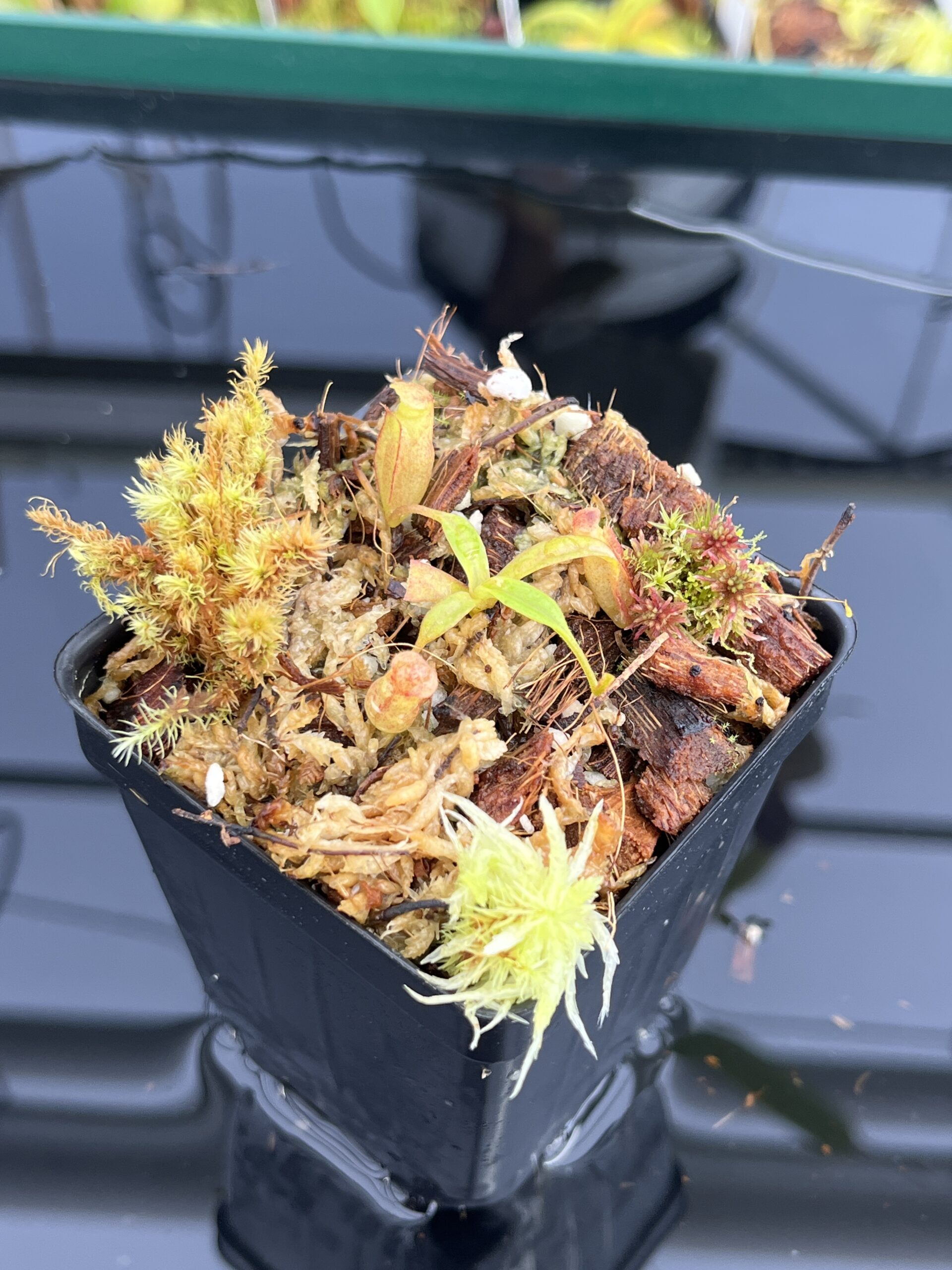 Nepenthes edwardsiana x jacquelineae | Assorted Clones | Jeremiah Harris | JH-413 | H23592