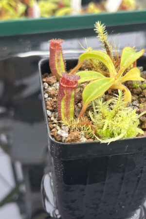 Close Up of Nepenthes ephippiata (Hose Mountains, Borneo) | Andreas Wistuba | AW-RSC | H23518