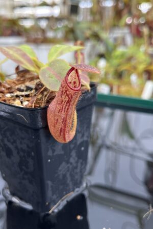 Close Up of Nepenthes glandulifera x ephippiata | Borneo Exotics | BE-4655 | H23334