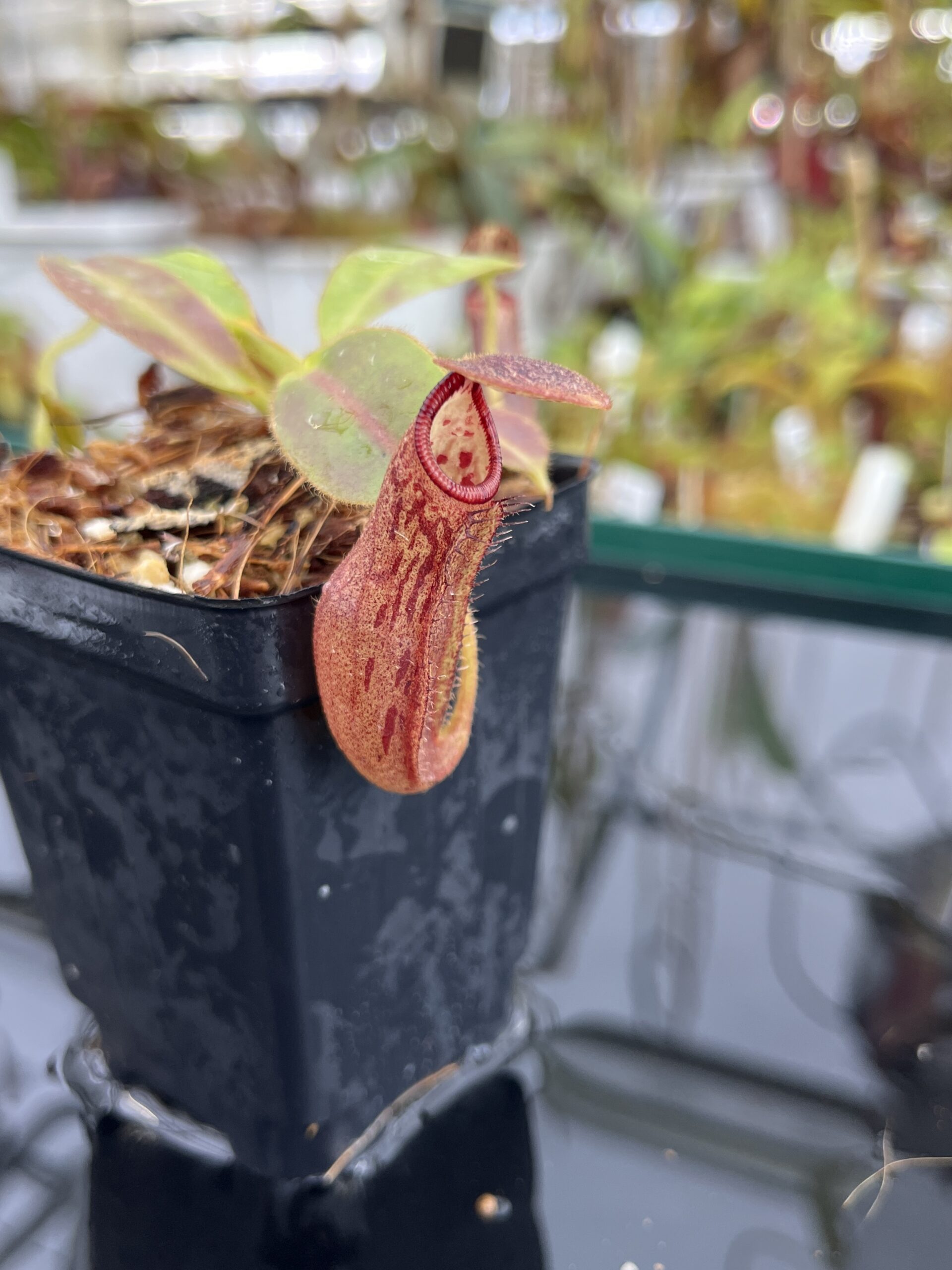 Close Up of Nepenthes glandulifera x ephippiata | Borneo Exotics | BE-4655 | H23334