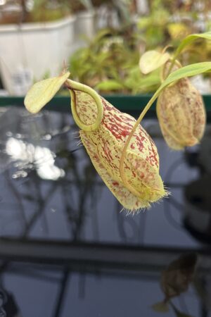 Close Up of Nepenthes globosa 'Klom' x rafflesiana 'Fukakusa' | Manny Herrera | | L23625