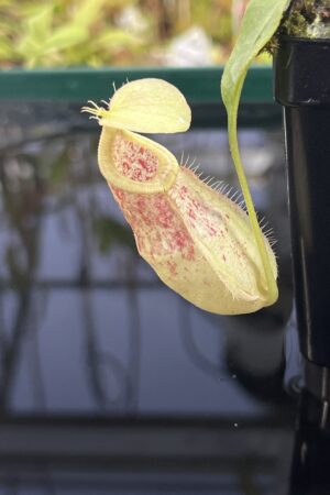 Close Up of Nepenthes (globosa x xKuchingensis) x open pollinated | Manny Herrera | | L23628