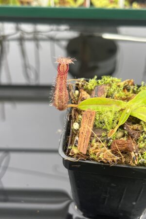 Close Up of Nepenthes hamata Katopasa | JH | Clone 2 | Jeremiah Harris | JH-337.02 | H23519