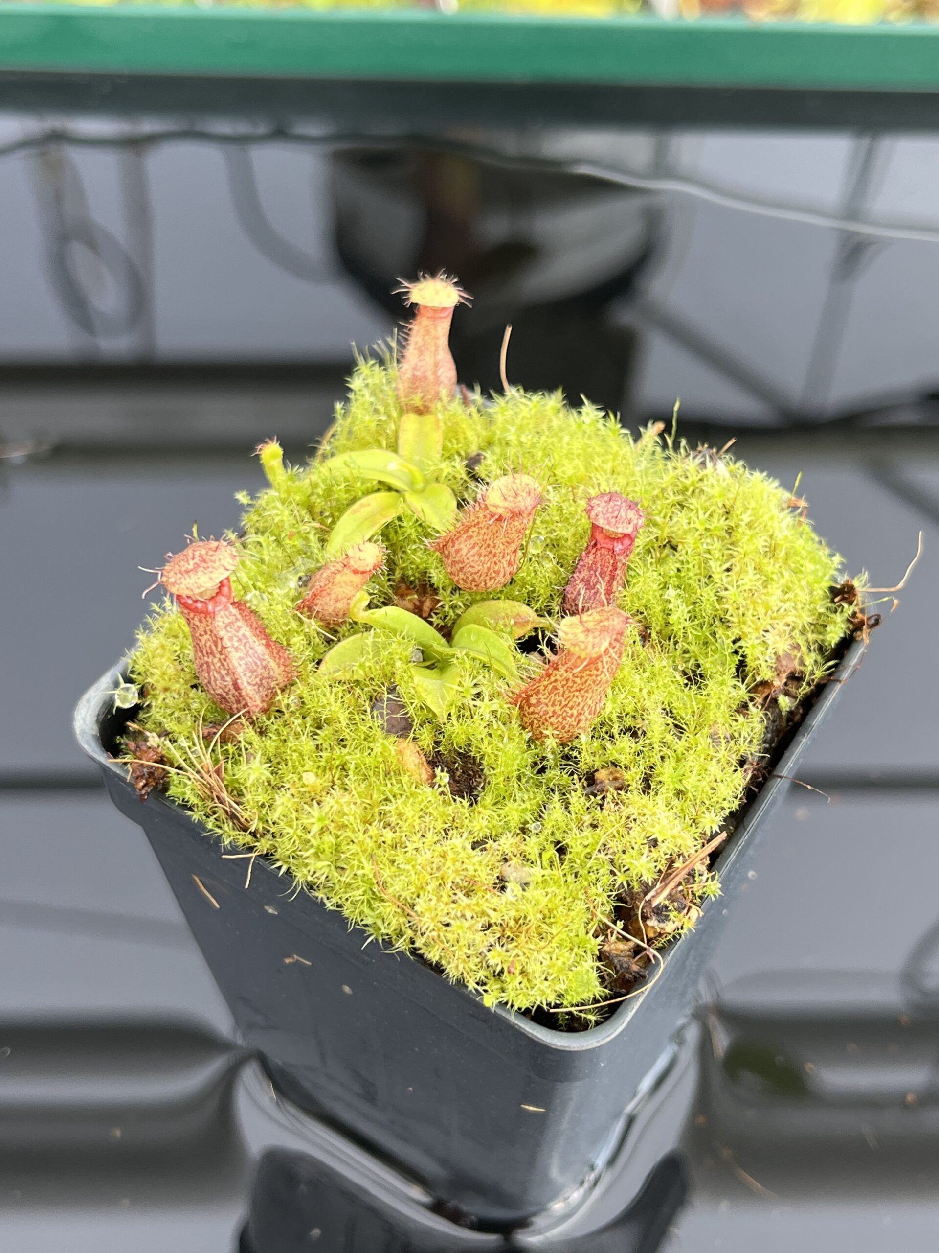 Nepenthes hamata Katopasa | JH | Clone 2 | Jeremiah Harris | JH-337.02 | H23589