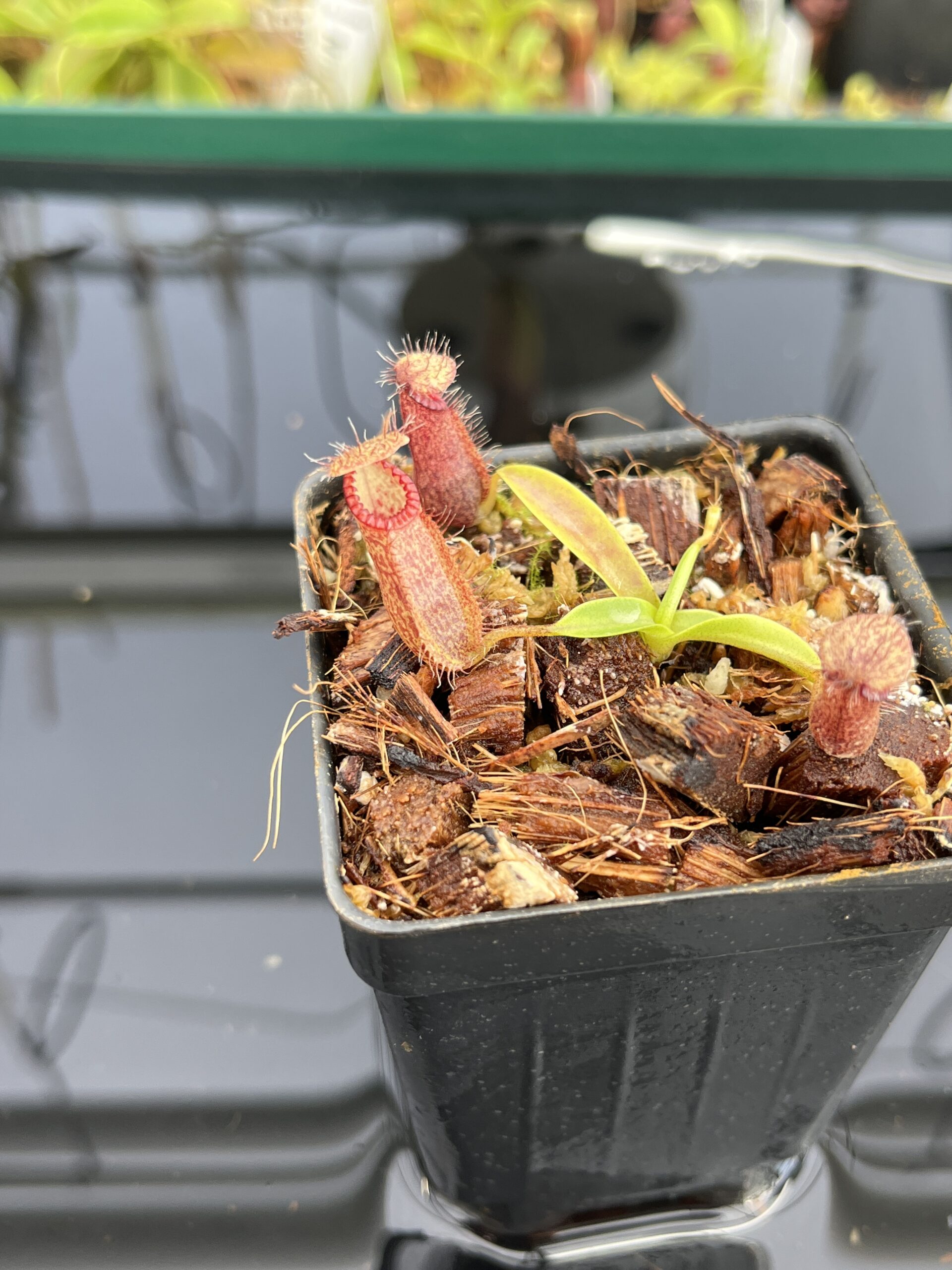 Nepenthes hamata Katopasa x hamata A.W. #1 | JH | Clone 2 | Jeremiah Harris | JH-336.02 | H23596