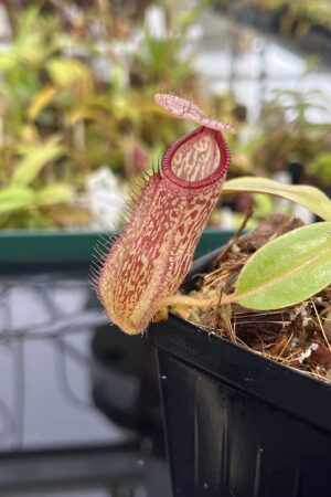 Close Up of Nepenthes hamata x klossii | Borneo Exotics | BE-4562 | IN23490