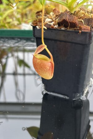 Close Up of Nepenthes jacquelineae | Borneo Exotics | BE-3092 | H23432
