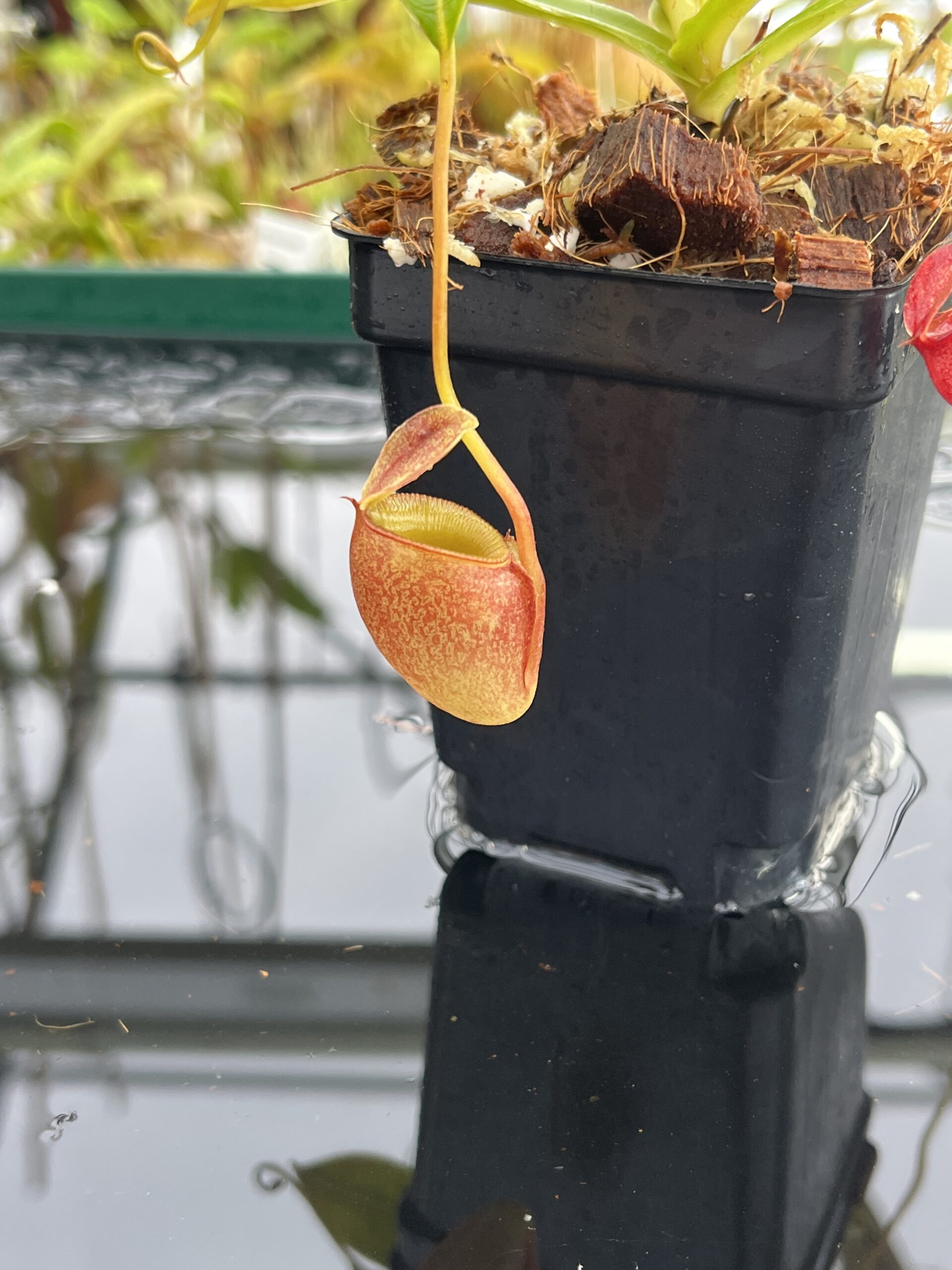 Close Up of Nepenthes jacquelineae | Borneo Exotics | BE-3092 | H23432