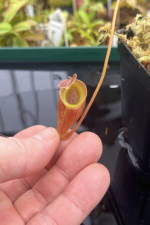 Close Up of Nepenthes jacquelineae | Borneo Exotics | BE-3092 | H23548