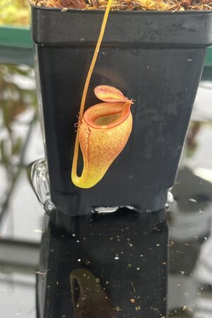 Close Up of Nepenthes jamban | Borneo Exotics | BE-4667 | H23508