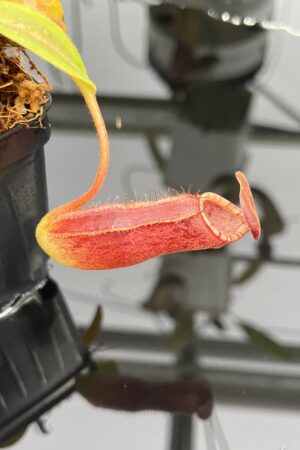 Close Up of Nepenthes klossii x lowii | Borneo Exotics | BE-4634 | H23537