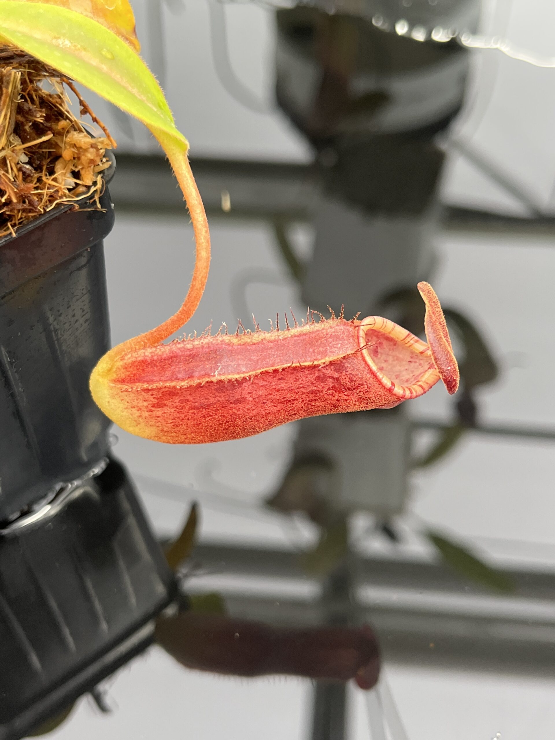 Close Up of Nepenthes klossii x lowii | Borneo Exotics | BE-4634 | H23537