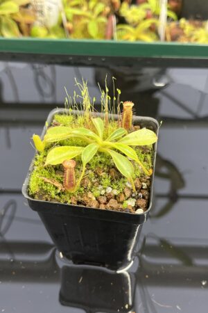 Close Up of Nepenthes lowii | Borneo Exotics | BE-4629 | H23699