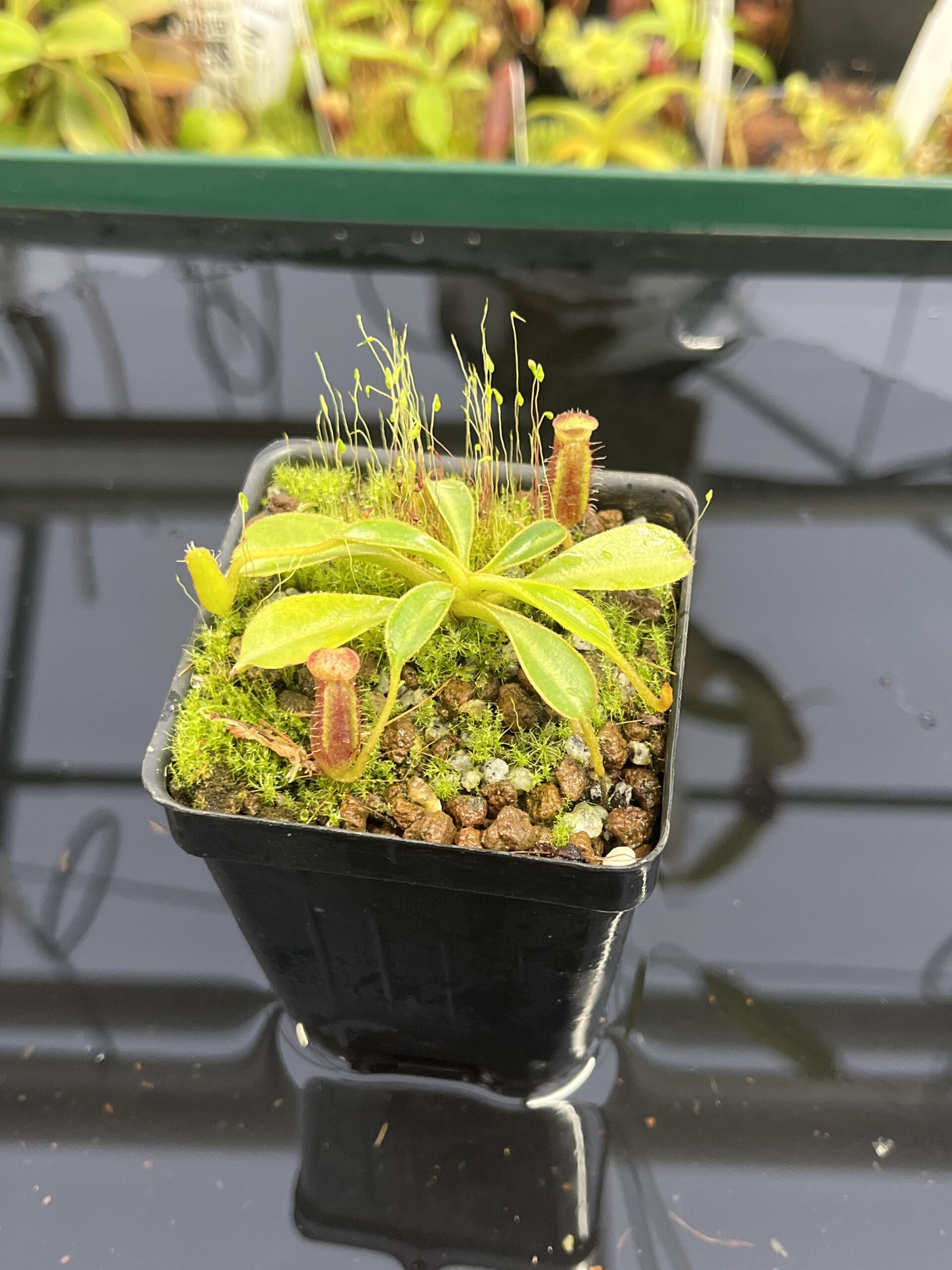 Close Up of Nepenthes lowii | Borneo Exotics | BE-4629 | H23699