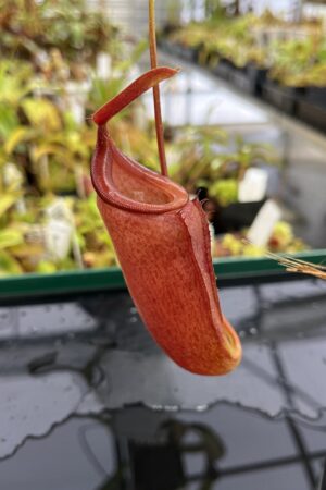 Close Up of Nepenthes (lowii x merrilliana) x inermis | Andreas Wistuba | AW-ISC | H23454