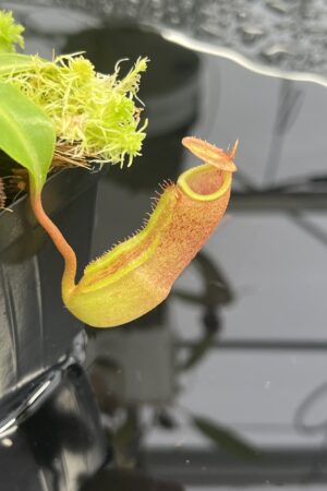 Close Up of Nepenthes (lowii x truncata squat) x edwardsiana | Andreas Wistuba | AW-ISC) | IN23477