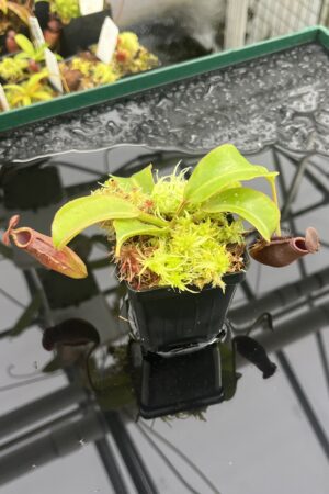 Close Up of Nepenthes (lowii x truncata) x (burbidgeae x lowii) | Andreas Wistuba | AW-ISC | IN23474