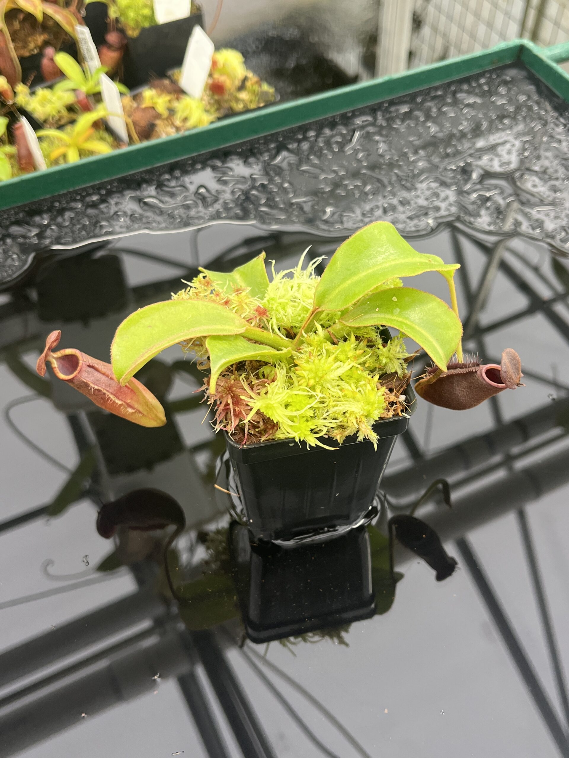 Close Up of Nepenthes (lowii x truncata) x (burbidgeae x lowii) | Andreas Wistuba | AW-ISC | IN23474