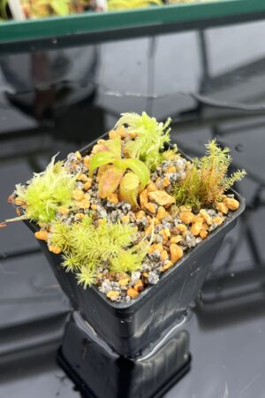 Close Up of Nepenthes macrophylla (Gunung Trusmadi, Borneo) | Andreas Wistuba | AW-RSC | H23314