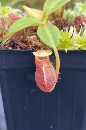 Close Up of Nepenthes macrophylla (Gunung Trusmadi, Borneo) | Andreas Wistuba | AW-RSC | H23320