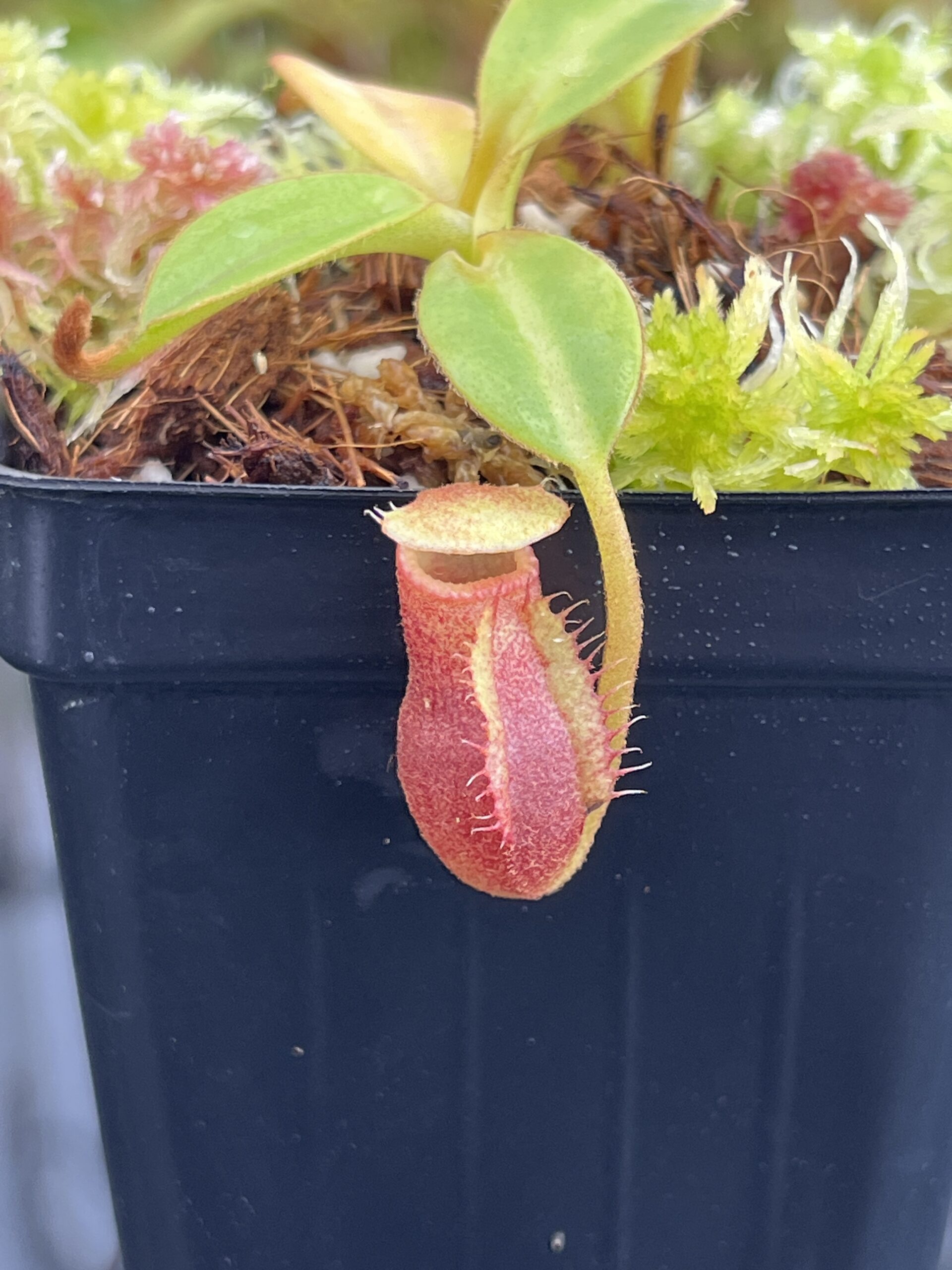 Close Up of Nepenthes macrophylla (Gunung Trusmadi, Borneo) | Andreas Wistuba | AW-RSC | H23320