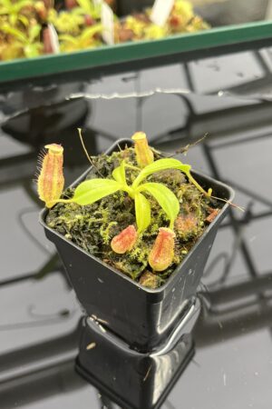 Close Up of Nepenthes maxima x villosa | JH | Clone 1 | Jeremiah Harris | JH-375.01 | IN23487
