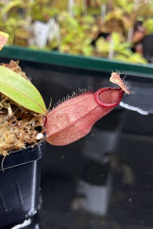 Close Up of Nepenthes mirabilis var. globosa x hamata | Borneo Exotics | BE-3685 | IN23412