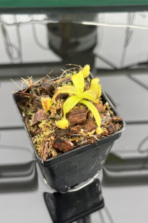 Close Up of Nepenthes mollis x diabolica #1 | MKS | Florae | Assorted Clones | Florae Collaborative | FC-440 | H23520