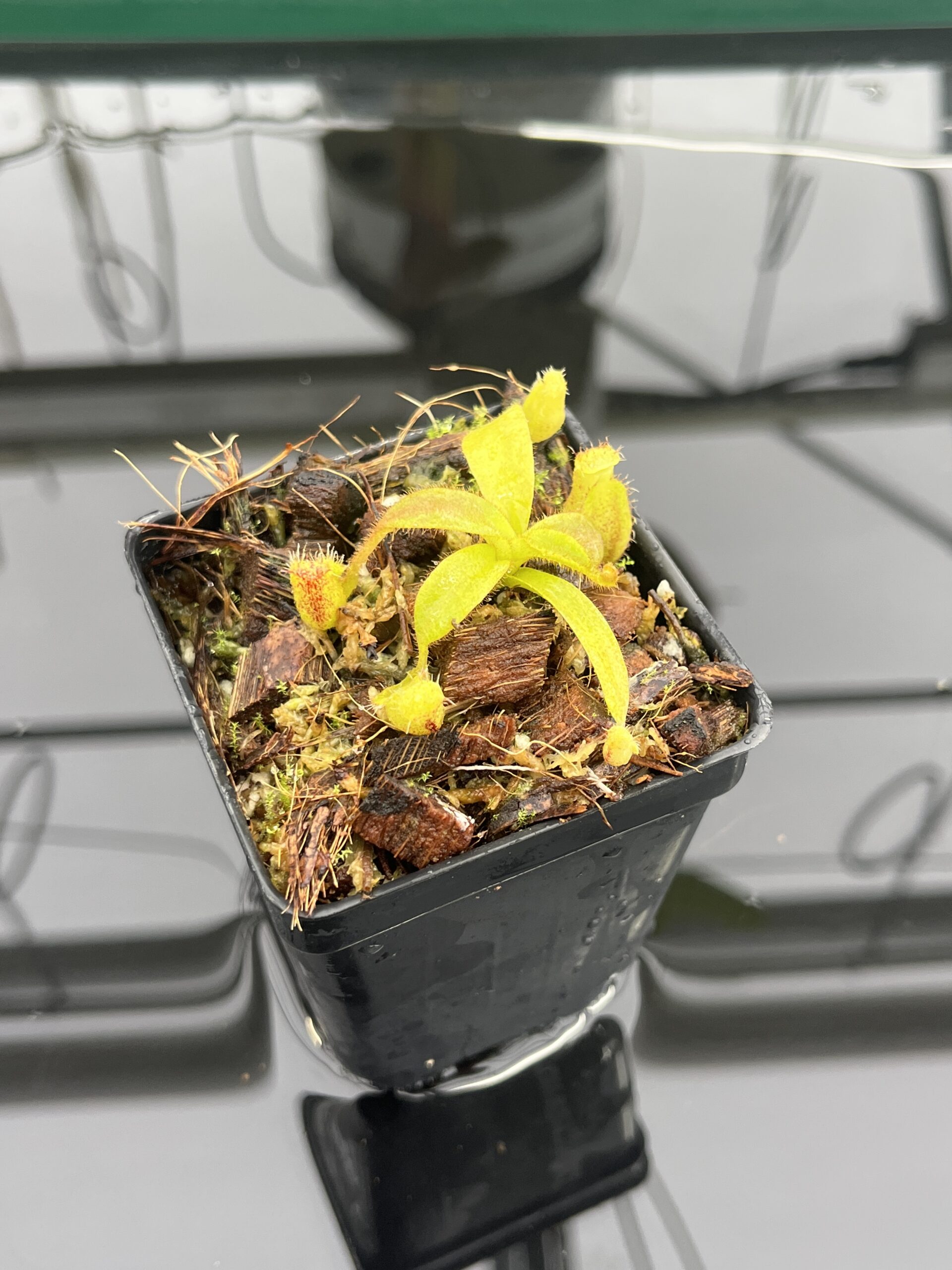 Close Up of Nepenthes mollis x diabolica #1 | MKS | Florae | Assorted Clones | Florae Collaborative | FC-440 | H23520