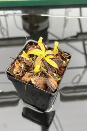 Close Up of Nepenthes mollis x diabolica #1 | MKS | Florae | Assorted Clones | Florae Collaborative | FC-440 | H23524