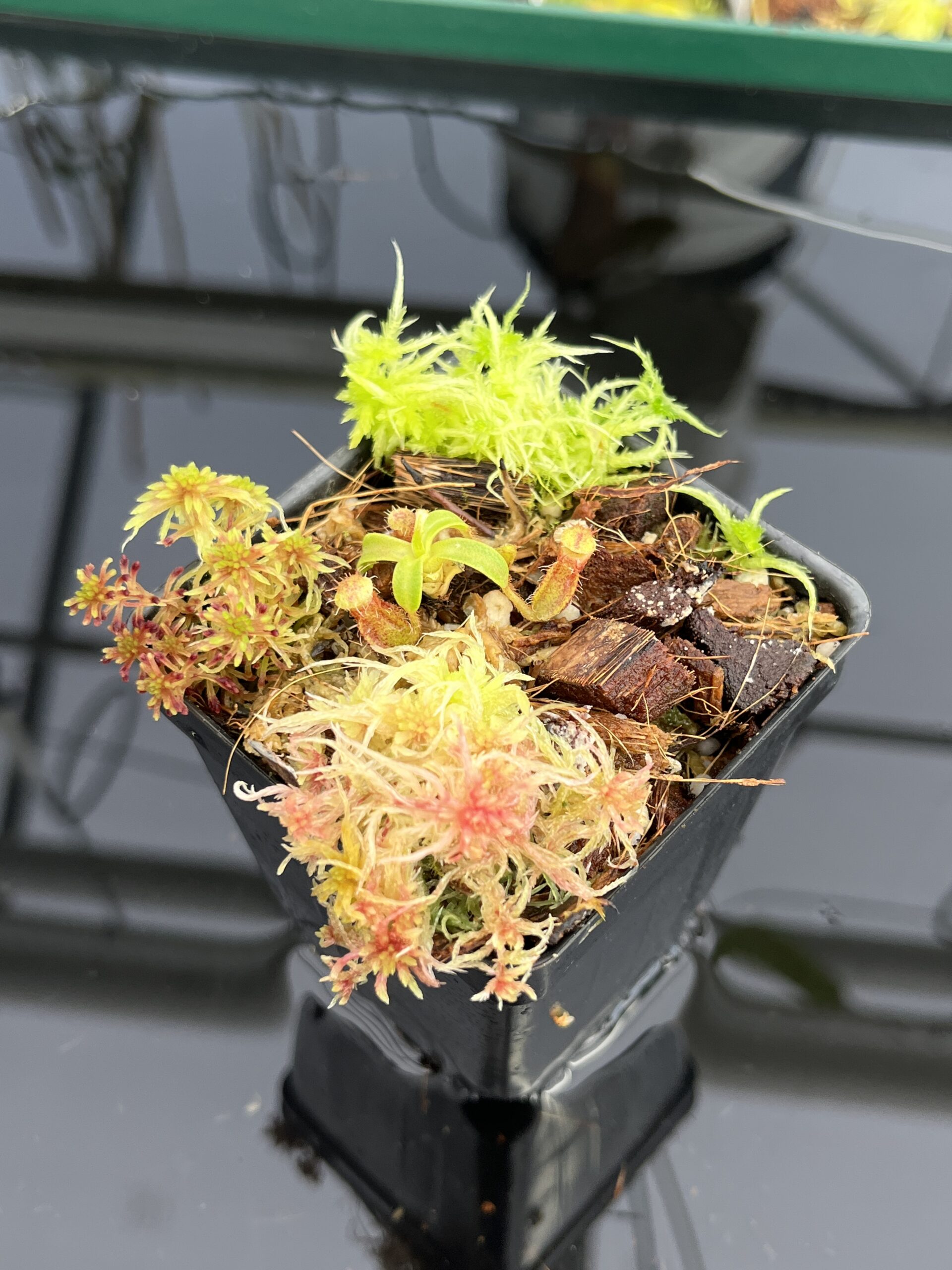 Nepenthes mollis x diabolica #2 | Florae Collaborative | FC-441 | H23594