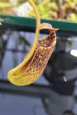 Close Up of Nepenthes mollis x lowii | Borneo Exotics | BE-4668 | H23701