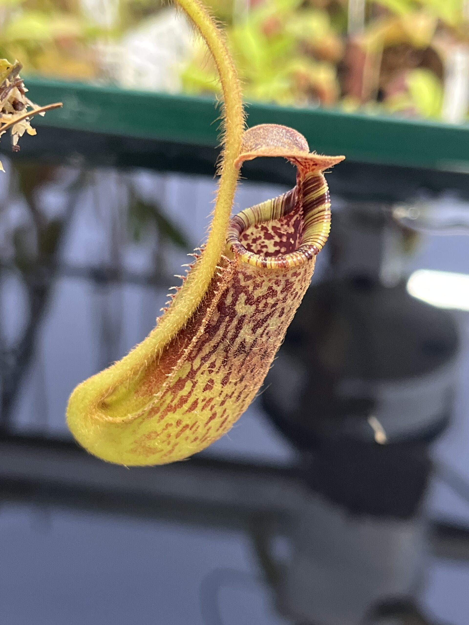 Close Up of Nepenthes mollis x lowii | Borneo Exotics | BE-4668 | H23701